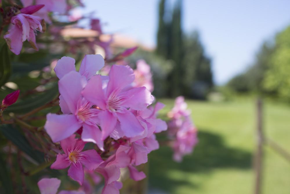 Agriturismo Le Vallette Bibbona Kültér fotó