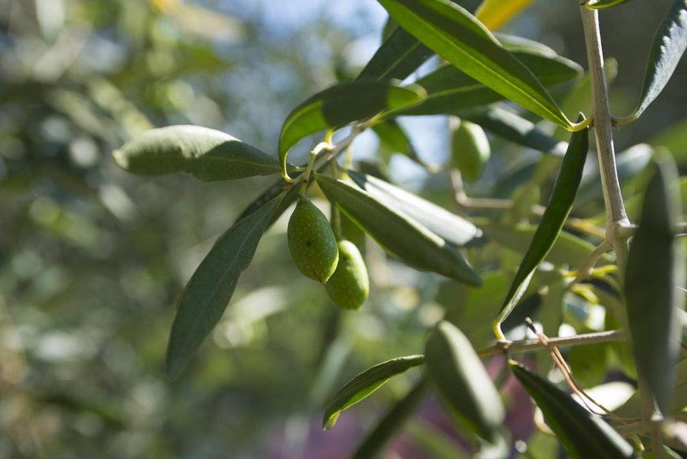 Agriturismo Le Vallette Bibbona Kültér fotó